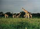 Namibia, Giraffen