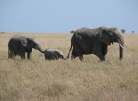 Tanzania, Tarangire Nationalpark